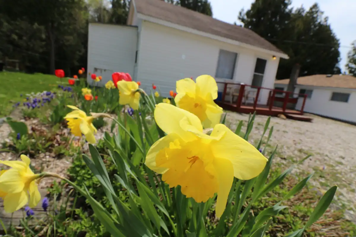 Cottage rental tobermory 1